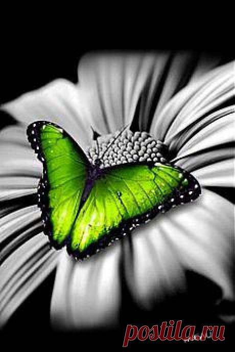 бабочки
