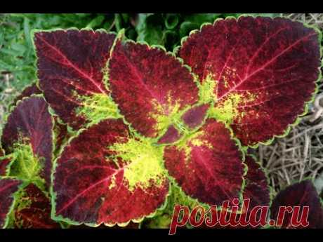 Колеус гибридный &quot;Кона Ред&quot; (Coleus hybridus &quot;Kona Red&quot;)