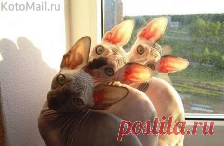 Ушастая бригада | Позитив