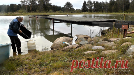 Выпустил рыбу в пруд и она покрылась "грязной ватой" ? Учись зарыблять правильно | Хозяйство Воронова | Яндекс Дзен