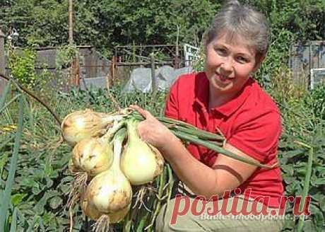 (3) Одноклассники