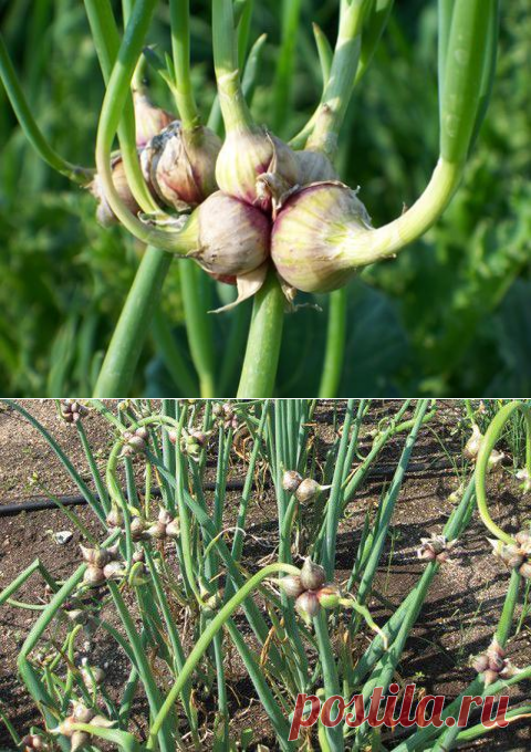 «Шагающий »многоярусный лук, уход