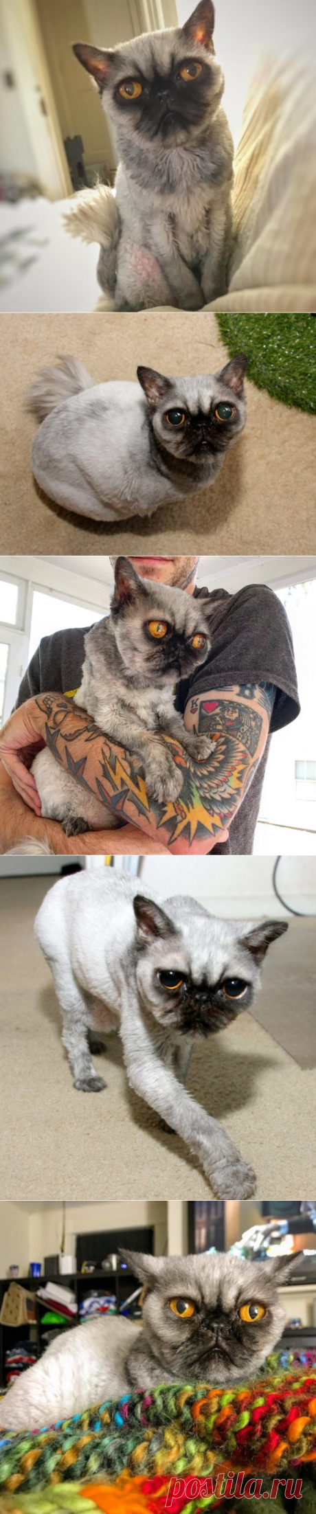 Необычный кот, который выглядит как помесь персидского кота и мопса