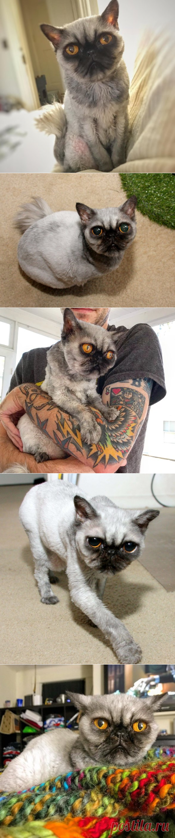 Необычный кот, который выглядит как помесь персидского кота и мопса