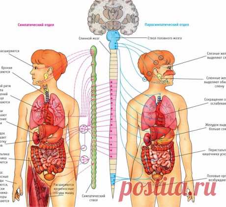 Майя Гогулан: Попрощайтесь с болезнями Экология жизни. Люди: Тот, кто хочет сделаться совершенно здоровым, а значит, получить шанс на полное благополучие, тот должен...