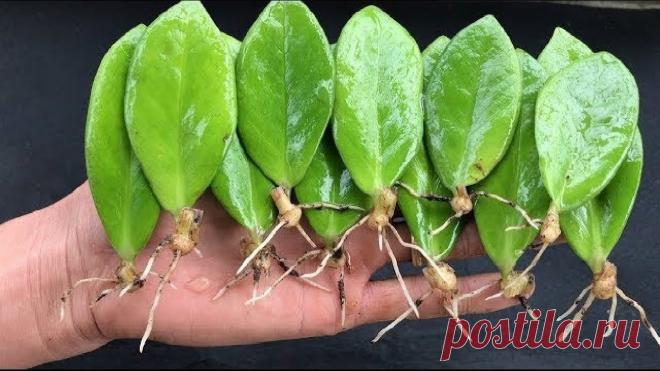 Как вырастить долларовое дерево из листа без всяких проблем. Пошаговый процесс Замиокулькас одно из самых популярных комнатных растений на сегодняшний день. Его выращивают не только дома, но и в офисах, рабочих кабинетах, так как считается, что этот многолетник приносит...