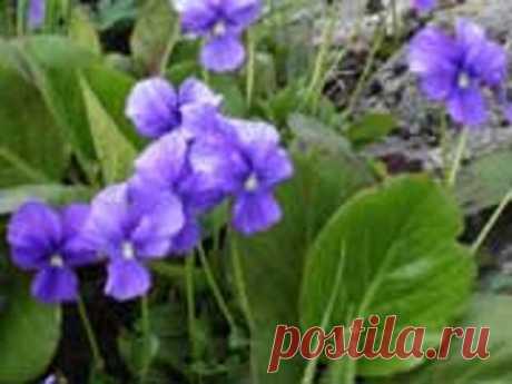 Целебные свойства фиалки душистой
ФИАЛКА ДУШИСТАЯ (Viola odorata) используется как эфиромасличное, лекарственное, медоносное и декоративное растение. Это травянистое многолетнее растение семейства Фиалковые, с ползучим разрастающимся корневищем, от которого отходят цветоносы и способные укореняться побеги. Листья черешковые, сердцевидные. Одиночные цветки окрашены в глубокий фиолетовый цвет, реже...
Читай пост далее на сайте. Жми ⏫ссылку выше