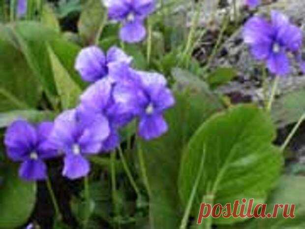 Целебные свойства фиалки душистой
ФИАЛКА ДУШИСТАЯ (Viola odorata) используется как эфиромасличное, лекарственное, медоносное и декоративное растение. Это травянистое многолетнее растение семейства Фиалковые, с ползучим разрастающимся корневищем, от которого отходят цветоносы и способные укореняться побеги. Листья черешковые, сердцевидные. Одиночные цветки окрашены в глубокий фиолетовый цвет, реже...
Читай пост далее на сайте. Жми ⏫ссылку выше