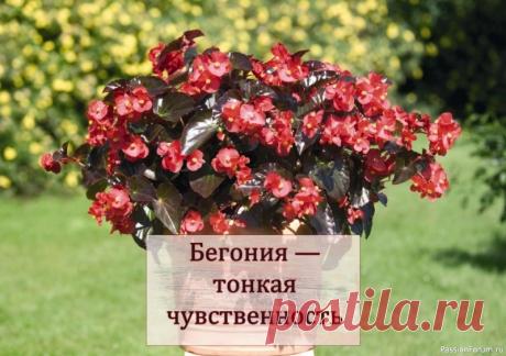 Бегония — тонкая чувственность. Комнатные растения Существует огромное количество сортов и видов бегонии. Одни – великолепно цветут, другие очаровывают своими расписными листьями. Можно смело сказать, что бегонии – растения на все случаи жизни. Некоторые виды и сорта хорошо приспособлены для условий открытого грунта. Есть бегонии, которые...