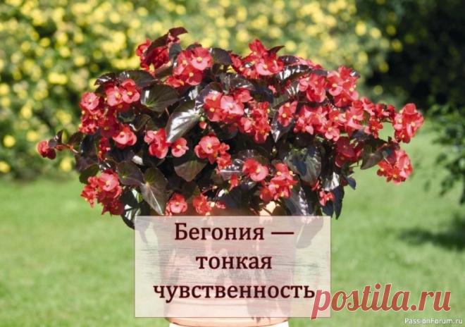 Бегония — тонкая чувственность. Комнатные растения Существует огромное количество сортов и видов бегонии. Одни – великолепно цветут, другие очаровывают своими расписными листьями. Можно смело сказать, что бегонии – растения на все случаи жизни. Некоторые виды и сорта хорошо приспособлены для условий открытого грунта. Есть бегонии, которые...