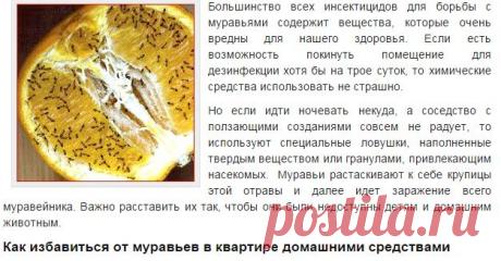 Как избавиться от муравьев в доме | 1000 секретов
