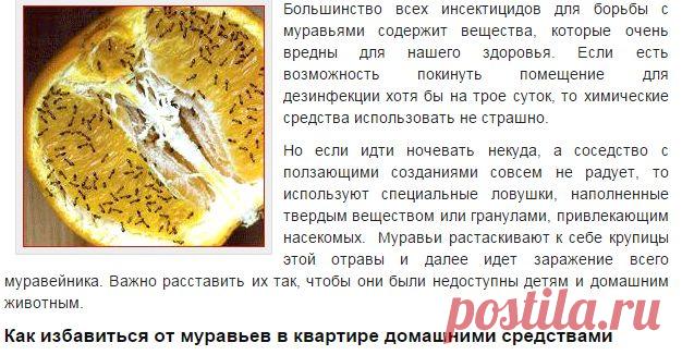 Как избавиться от муравьев в доме | 1000 секретов
