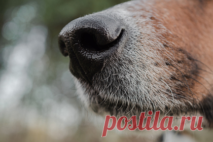 Ученые захотели побороть коронавирус с помощью собак: Жизнь: Наука и техника: Lenta.ru