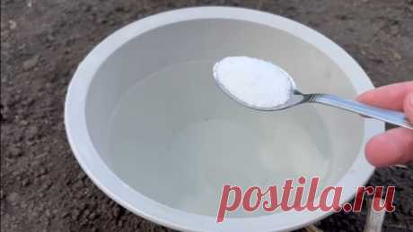 Дайте соль чесноку для большого урожая / Домоседы