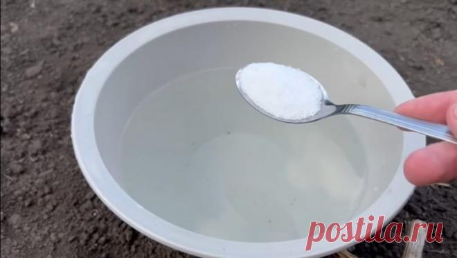 Дайте соль чесноку для большого урожая / Домоседы