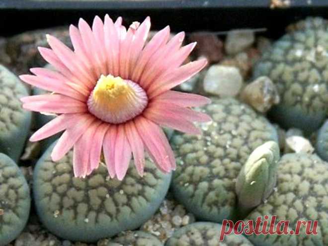 Литопс Lithops