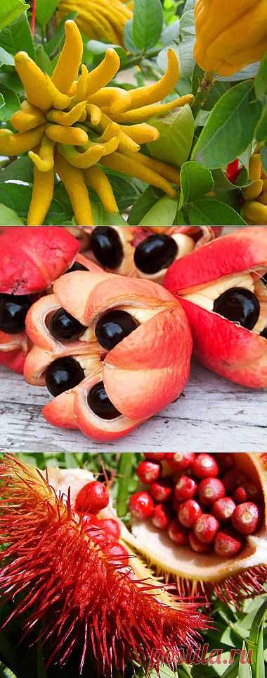 InVkus: Экзотические фрукты матушки-природы.

Фантазия матушки-природы не знает границ. Некоторые из ее творений поражают вкусовыми свойствами, запахами и формой. Казалось бы, бананами с косточками, разносортными ананасами или волосатыми кокосами никого не удивить. Этот небольшой экскурс познакомит вас с малоизвестными в наших широтах экзотическими фруктами и расширит кругозор.