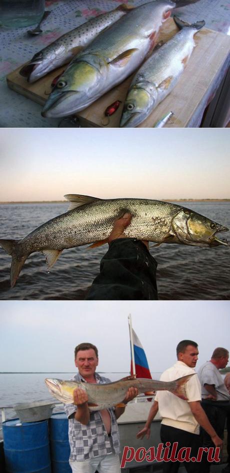 Желтощек. Повадки и способы ловли