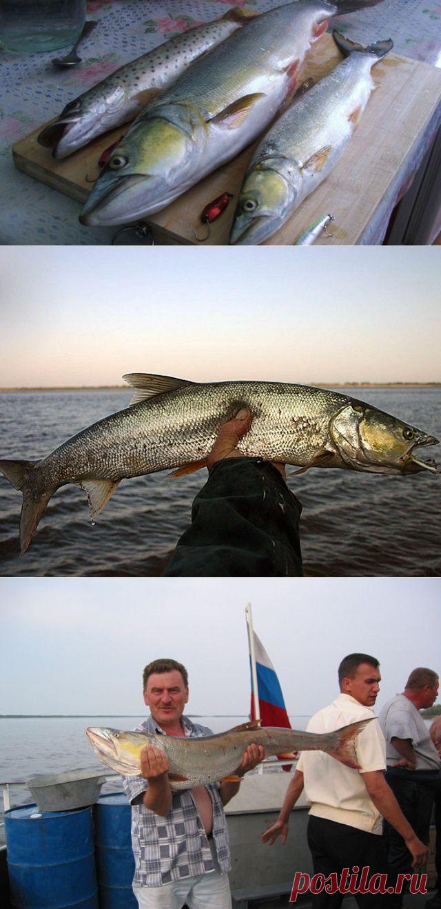 Желтощек. Повадки и способы ловли