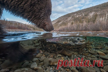 Фотографии дикой природы от профессионалов | ВЗГЛЯНИ НА МИР С ИНТЕРЕСОМ