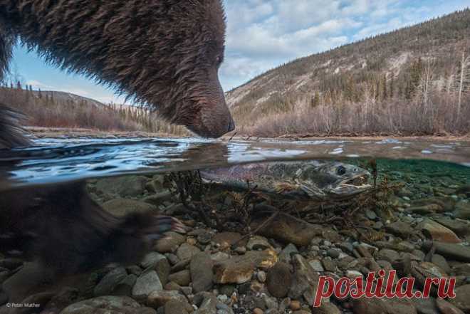 Фотографии дикой природы от профессионалов | ВЗГЛЯНИ НА МИР С ИНТЕРЕСОМ