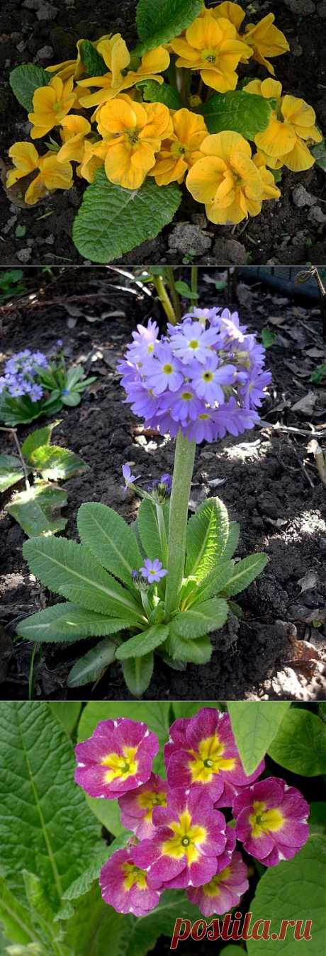 РАЗНООБРАЗИЕ ПРИМУЛ!
Любовь к примулам породила множество легенд. Самая известная гласит, что однажды страж небесной обители апостол Петр, задремав, уронил ключи от Рая. Попав на землю, проросли они изумительной красоты цветами — это и были примулы, которые с тех пор иногда зовут ключиками.