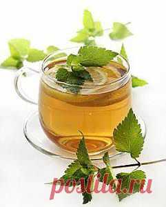 Чай из крапивы: польза и противопоказания - Питание