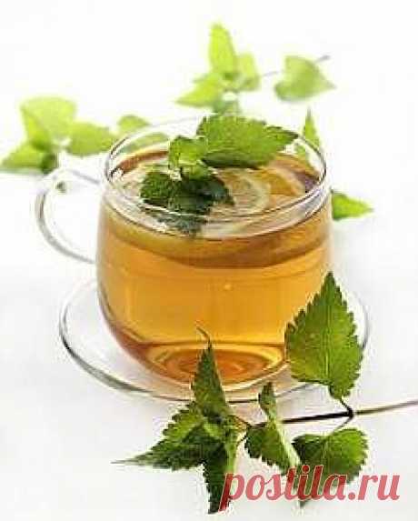 Чай из крапивы: польза и противопоказания - Питание