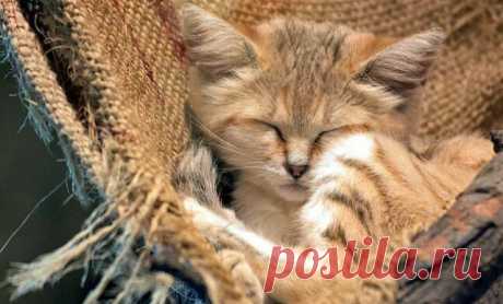 Прикольных котов пост - ЯПлакалъ