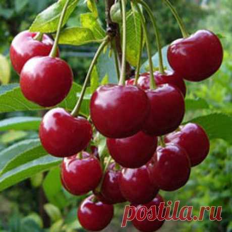Подбор сорта вишни для сада | Уход за вишней