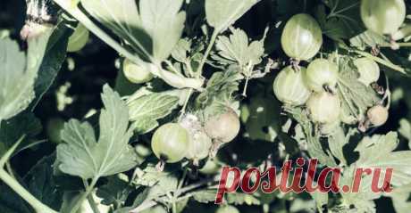 Фрукты, рекомендуемые для диабетиков Людям, страдающим диабетом, необходимо следить за уровнем сахара и уделять особое внимание продуктам, входящим в их рацион.