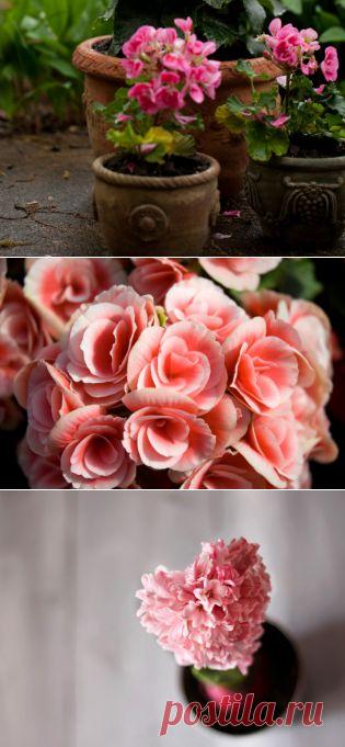 «Свиное ухо», «Ухо Наполеона» или Бегония - Портал «Домашний»