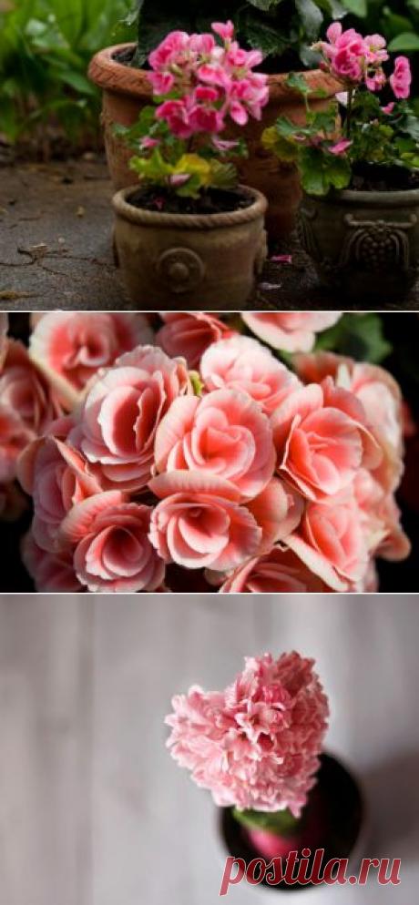 «Свиное ухо», «Ухо Наполеона» или Бегония - Портал «Домашний»