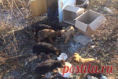 В АНАПЕ КОТ КОРМИЛ МЫШАМИ БРОШЕННЫХ ЩЕНКОВ..