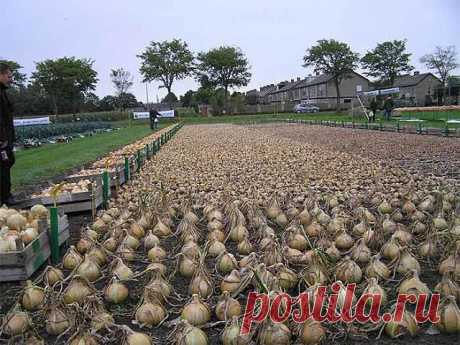 (32) Одноклассники