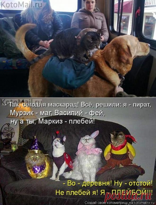 Настоящие бременские музыканты | KotoMail.ru