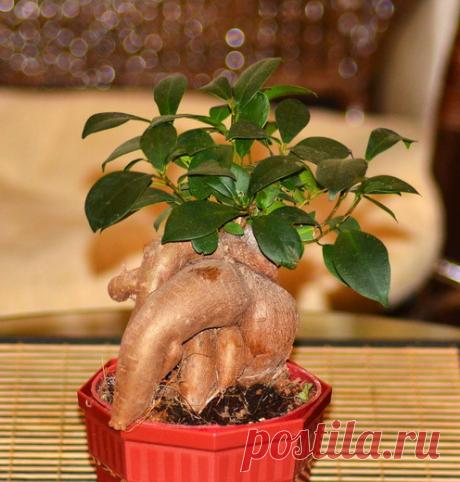 Фикус микрокарпа - Ficus microcarpa  
 

 
 
 
 




Жизненная форма
Кустарник, дерево

Семейство
Тутовые - Moraceae


Происхождение

Юго-Восточный Китай, Япония, Филиппины, Тайвань, Индонезия, Северная Австралия



Легкость выращивания…