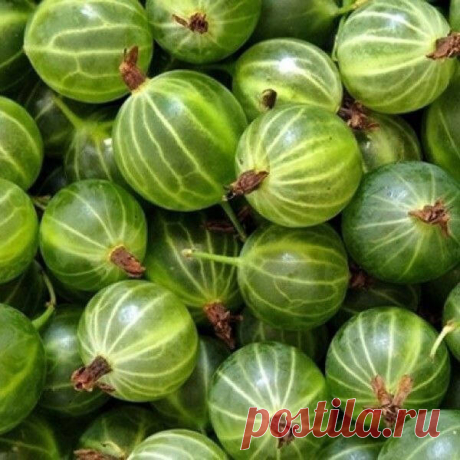 Крыжовник, особенно зеленый, обладает уникальным свойством!