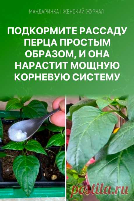 Подкормите рассаду перца простым образом, и она нарастит мощную корневую систему