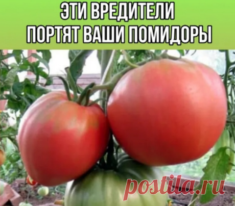 Эти вредители портят ваши помидоры!
На заметку 
Каждый год огородники сталкиваются с вредителями культур. Сегодня мы поговорим о 5 вредителях томатов.

1. Слизень. Любит полакомится листьями и плодами культуры. Избавить помогает рассыпанная вокруг куста зола, табачная пыль или измельченная яичная скорлупа.
2. Белокрылка. Заражает листья томата – желтый цвет и вялость. Для борьбы с вредителем используйте чесночный раствор, нашатырь.
3. Медведка. Прогрызает корневую систему ...