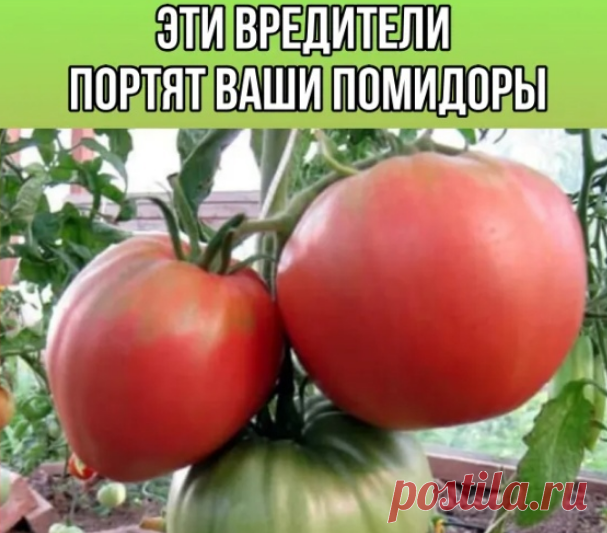 Эти вредители портят ваши помидоры!
На заметку 
Каждый год огородники сталкиваются с вредителями культур. Сегодня мы поговорим о 5 вредителях томатов.

1. Слизень. Любит полакомится листьями и плодами культуры. Избавить помогает рассыпанная вокруг куста зола, табачная пыль или измельченная яичная скорлупа.
2. Белокрылка. Заражает листья томата – желтый цвет и вялость. Для борьбы с вредителем используйте чесночный раствор, нашатырь.
3. Медведка. Прогрызает корневую систему ...