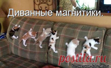 Кто хочет нас к себе домой?