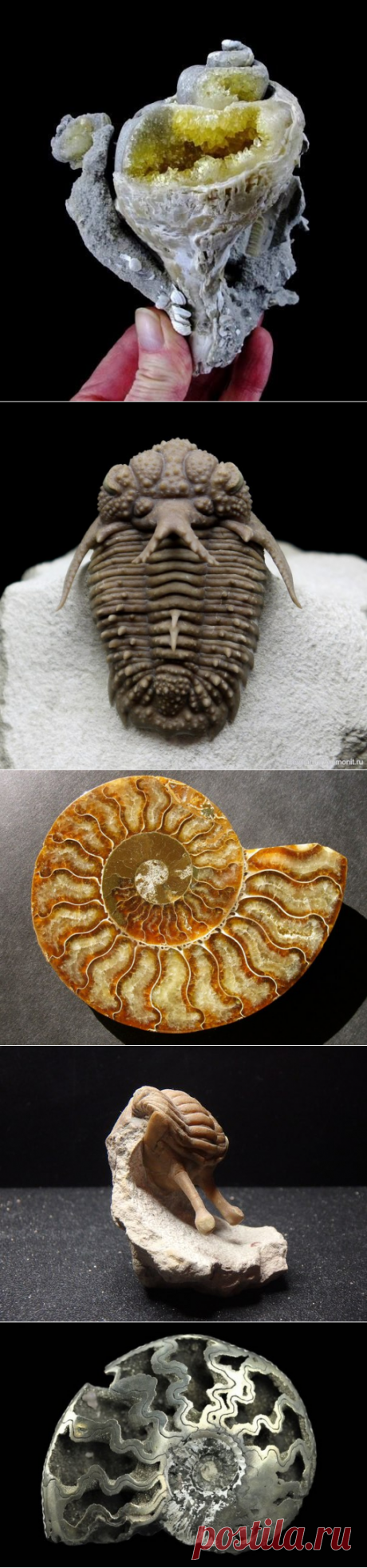 Paleo King (Палеонтология, Окаменелости)