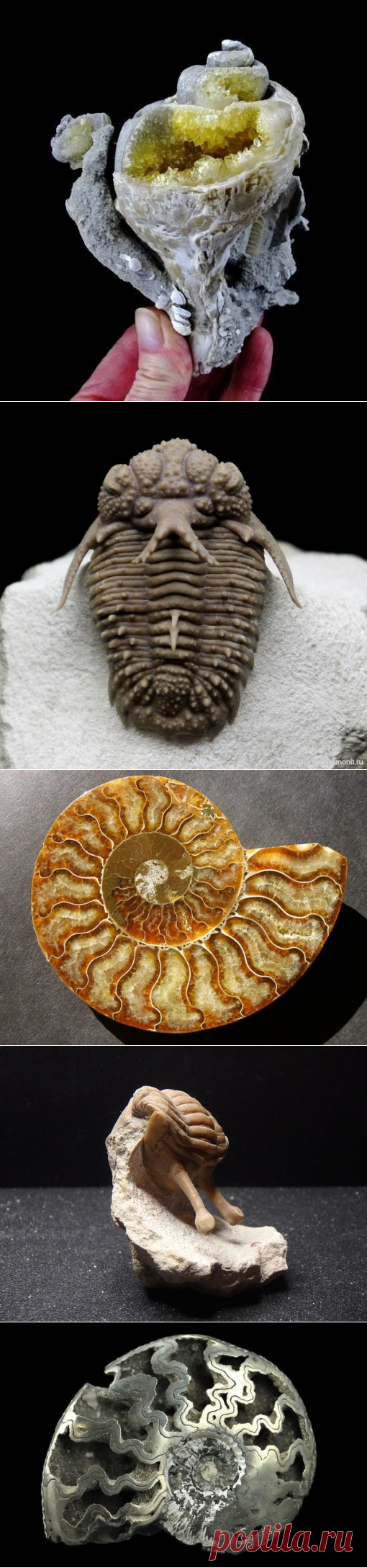 Paleo King (Палеонтология, Окаменелости)