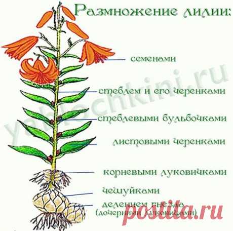 размножение лилий