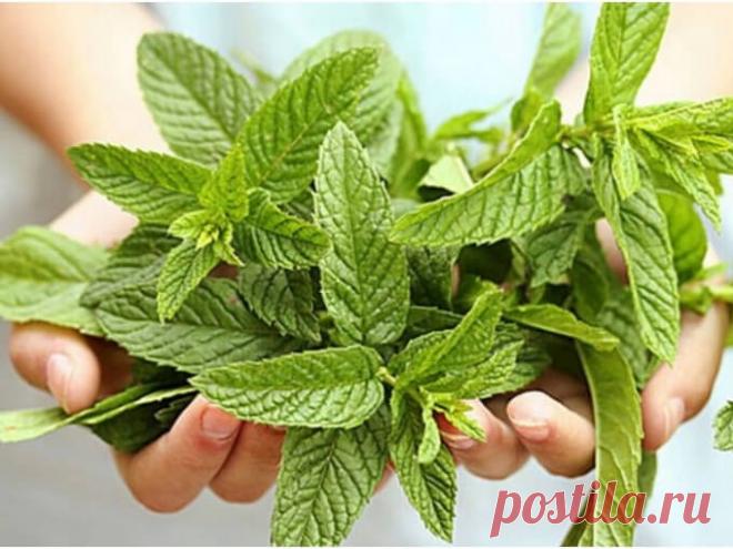 Перечная мята: 21 рецепт для здоровья | Всегда в форме!