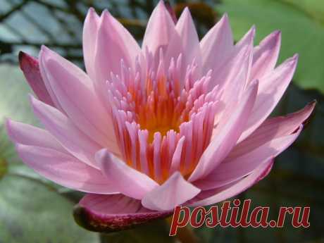 Lotus flower photos -2 | Trees and Flowers Pictures