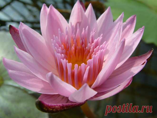 Lotus flower photos -2 | Trees and Flowers Pictures