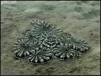 Google+