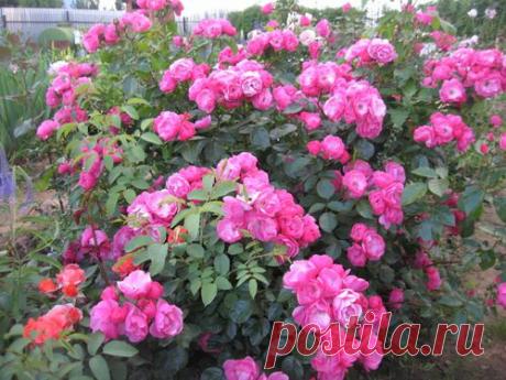 СОРТА И ХАРАКТЕРИСТИКИ САДОВЫХ РОЗ | Самоцветик